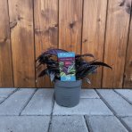 Perzský štít (Strobilanthes dyerianus) ‘METALLICA’ - výška 5-10 cm,⌀ 15-20 cm,  kont.P13